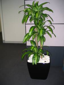   &raquo; Click to zoom ->