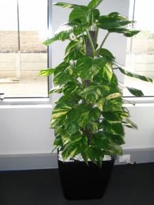   &raquo; Click to zoom ->