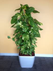   &raquo; Click to zoom ->